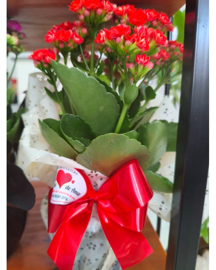 Jarro Flor Natural Laco Vermelho